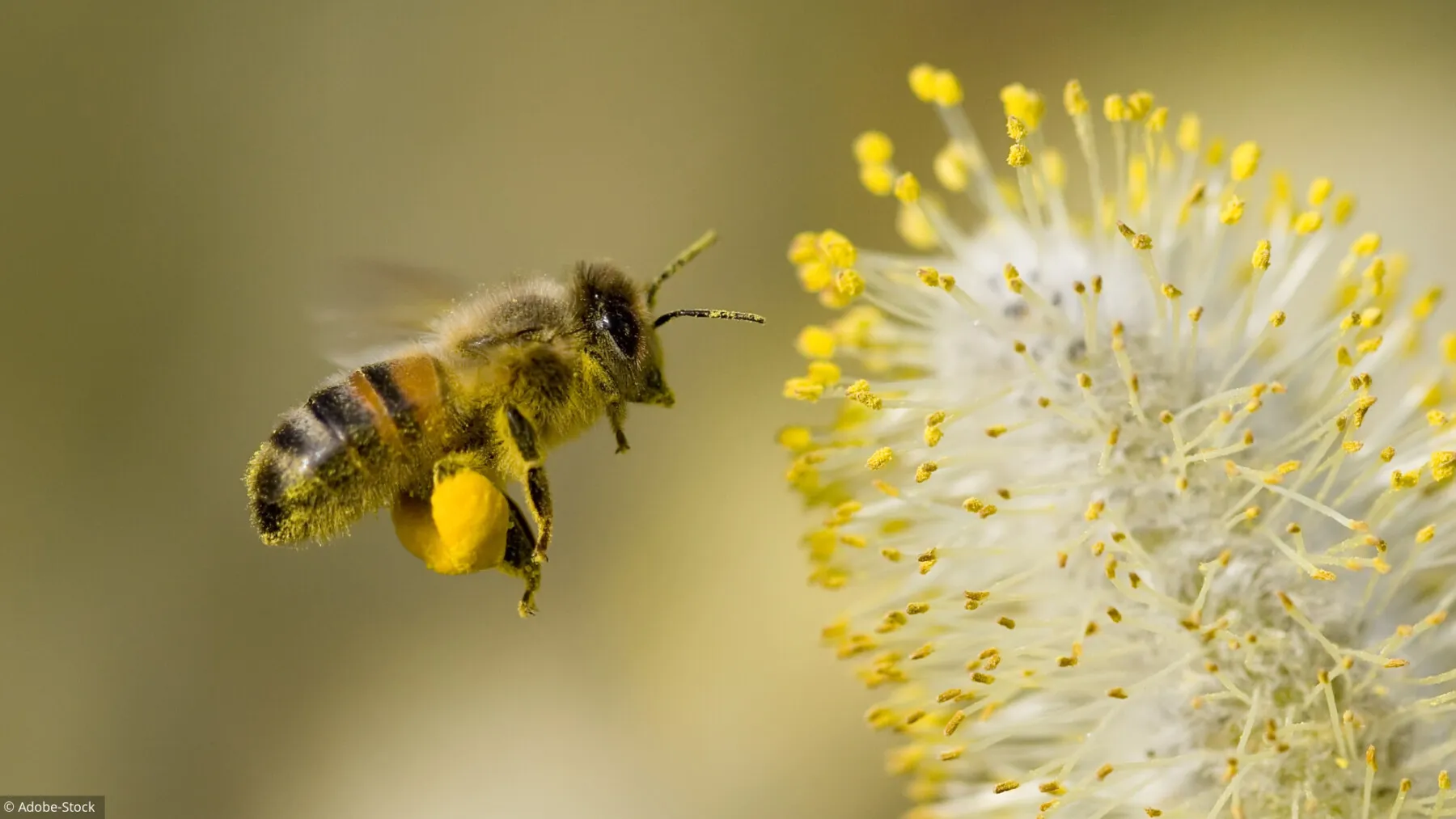 La nature thérapeutique de l’apiculture pour les résidents de l’EHPAD Tanit : comment l’observation des abeilles favorise le bien-être et la connexion à la nature