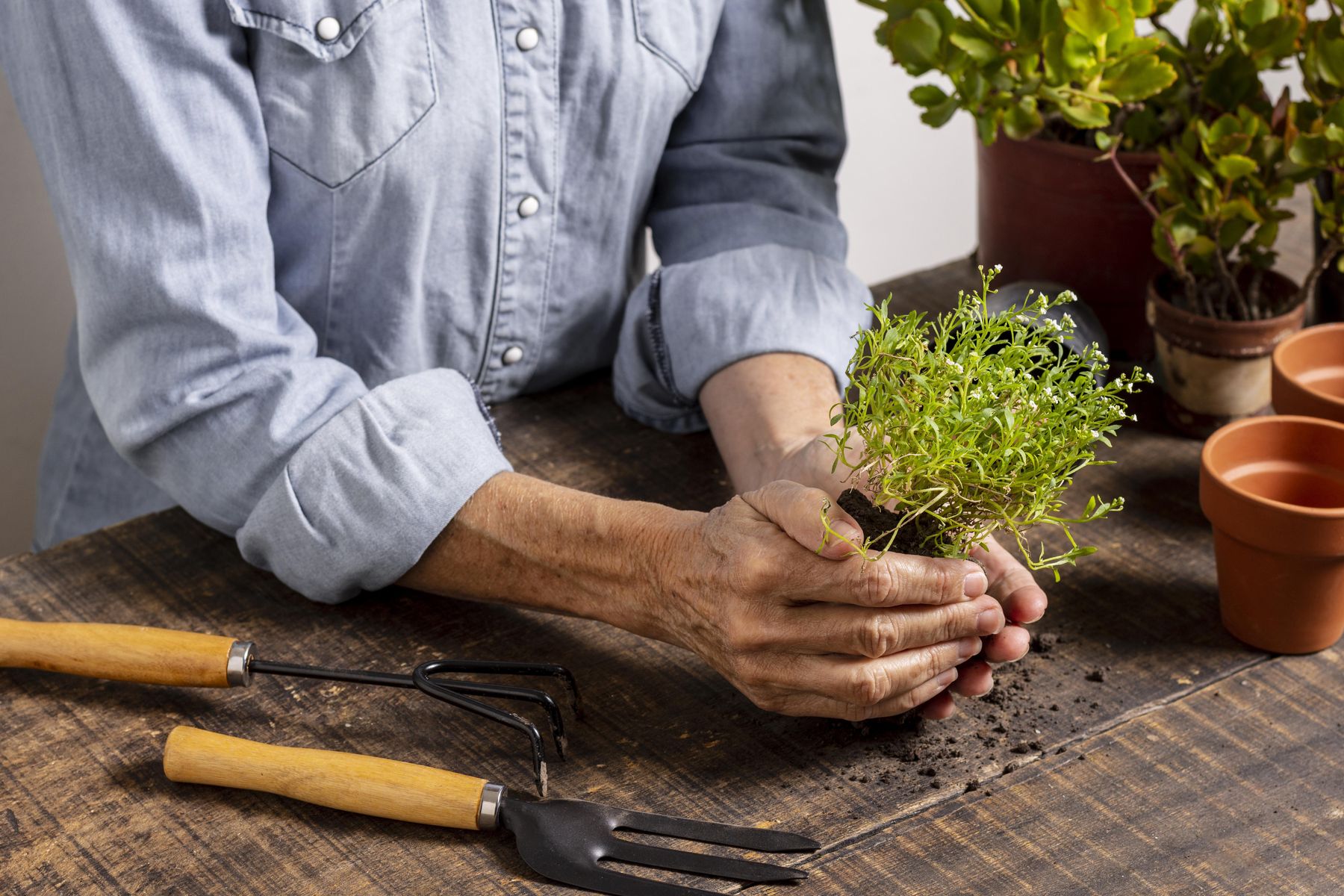 Les bienfaits du jardinage collectif en EHPAD : cultiver la nature et la convivialité pour le bien-être des résidents